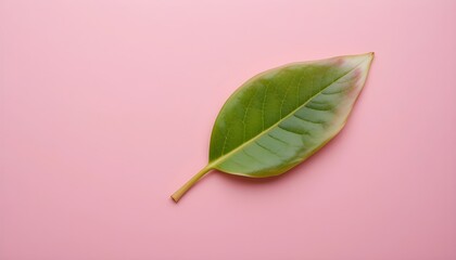 green leaf on a wooden background