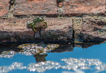 Grenouille au bord de l'eau &agrave; Mouriscas, Ribatejo, Portugal