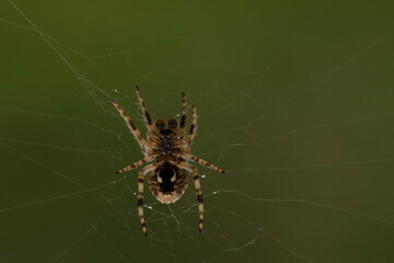 Spider on Web &ndash; Macro Close-Up of Orb Weaver in Natural Habitat