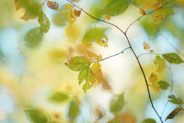 Close-up of autumn leaves on a sunny day with soft background and vibrant fall colors