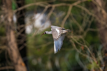 Graceful Ibisbill (Ibidorhyncha struthersii) in flight, showcasing its curved bill and spread wings. Perfect for wildlife, birding, and Himalayan habitat themes.