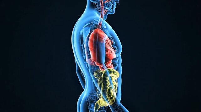 3D human anatomy illustration with a transparent body, highlighting respiratory and digestive systems on a dark background, designed as a sleek, high-detail 4K HD video