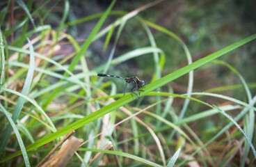 dragonfly on the grass