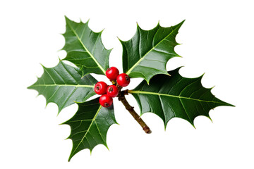 Holly Sprig with Glossy Leaves and Red Berries - Botanical Photography on White Background