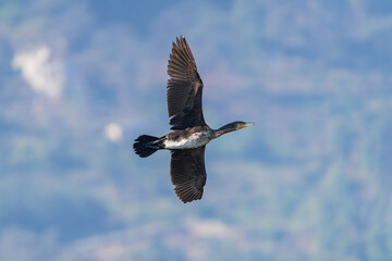 Great Cormorant in flight with outstretched dark wings, gliding over water. A dynamic wildlife moment perfect for nature, bird behavior, and wetland themes.