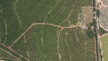 Aerial View of Organized Agricultural Farmland