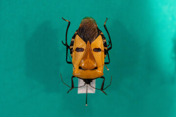 珍しいジンメンカメムシ