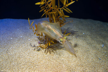 釣りで人気のアオリイカ
