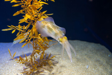 釣りで人気のアオリイカ