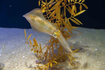 釣りで人気のアオリイカ