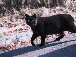 道端にいる野良猫