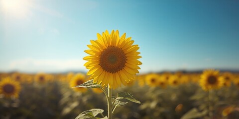 Detailed view of a sunflower with bright yellow petals and surrounding foliage, suitable for nature-themed layouts, Earth Day