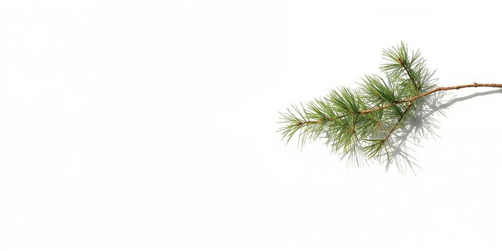 Green pine leaf and branches serving as natural backdrop for design, Earth Day
