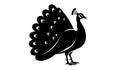 Fototapeta premium Elegant Black Silhouette of a Peacock with Fan Tail Display.