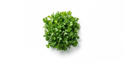 Obraz premium Fresh rucola leaves on white background used as a salad ingredient, healthy eating