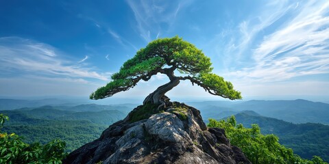 Bonsai-like tree on mountain peak against summer sky, natural landscape and seasonal growth