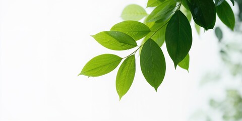 Obraz premium Detail of vibrant green foliage on a plain white surface, ideal for nature-themed layouts