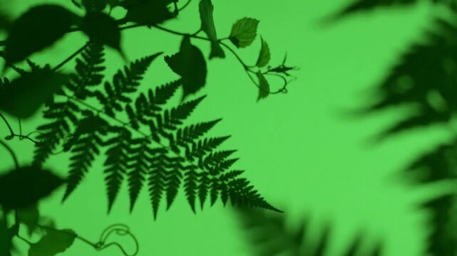 Dancing Shadows on Ancient Stone Walls with shadows growing and shrinking rhythmically effect green screen shadows style featuring