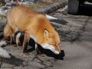 冬毛でモフモフのキタキツネ