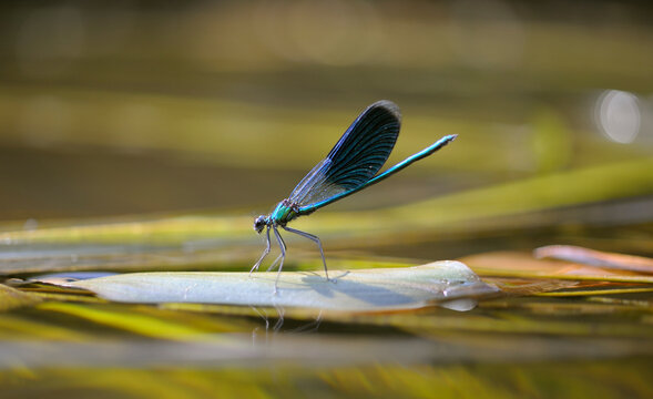 damselfly beautiful demoiselle, Calopteryx virgo, sitting on a water plant, river