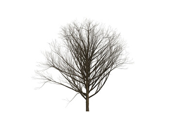 Obraz premium Leafless tree silhouette against a white background