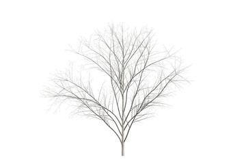 Fototapeta premium Leafless tree silhouette on white background
