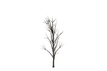 Isolated tree silhouette on a white background showcasing branches and natural growth