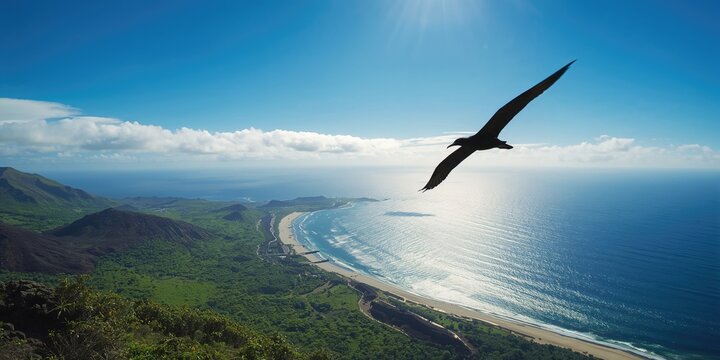 Great Frigatebird in the Galapagos Islands, seabird behavior at breeding season