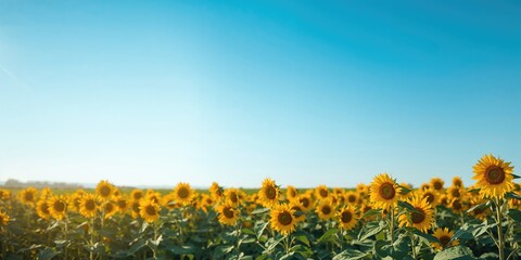 Naklejka premium A vast sunflower field under bright sunlight, suitable as a background for text or layout design