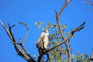 Looking up at a White-backed Vulture perched on a dead branch, Okavango Delta, Botswana
