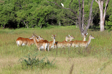 Herd of Red Lechwe, Okavango Delta, Botswana
