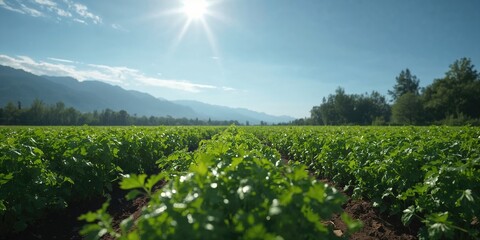 Herb cultivation scene featuring coriander in a garden setting near mountainous terrain, ideal for landscaping tips