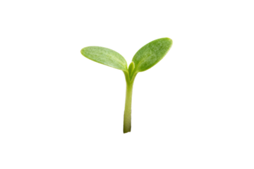 Young green plant sprout showing new life and growth