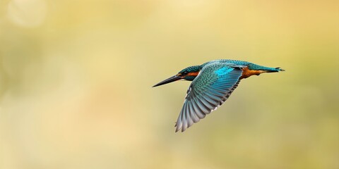Fototapeta premium Kingfisher bird with long black beak and textured feathers displaying blue green yellow gradient, birdwatching safety awareness