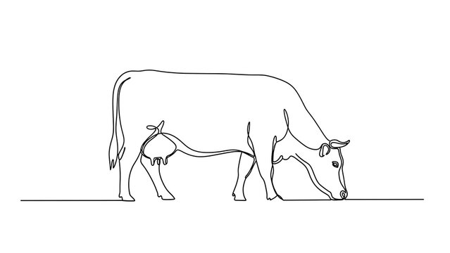 Minimalist continuous line drawing of a grazing dairy cow eating grass