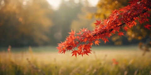 Natural autumn foliage with vibrant red maple leaves on a tree branch in a meadow, signifying seasonal transition