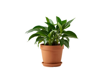 Obraz premium Plant in pot enhancing natural decor, fresh ambiance, style, and indoor beauty.