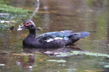 The Muscovy duck (Cairina moschata) is a large duck native to the Americas, from the Rio Grande Valley of Texas and Mexico south to Argentina and Uruguay. Fortaleza - Ceara, Brazil.