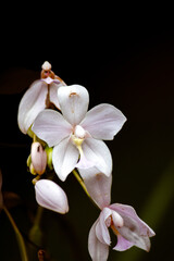Obraz premium white orchid flower