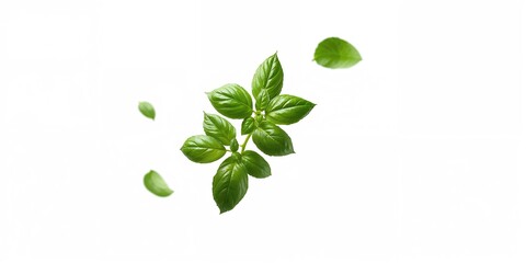 Falling basil leaves on a white background, used as a fresh herb in culinary preparation, Earth Day