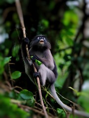 A Dusky leaf Macaque is hanging from a branch at Kaeng Krachan National Park Thailand