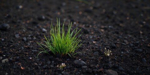 Green grass growing in clusters from dark rocky soil, natural resilience and seasonal growth patterns