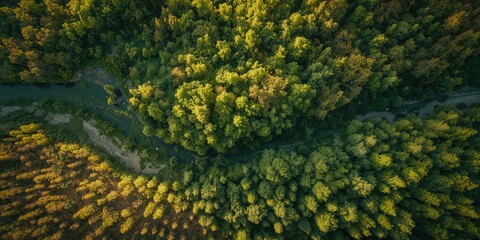 Bird's-eye perspective of dense summer foliage in a forest, highlighting seasonal growth