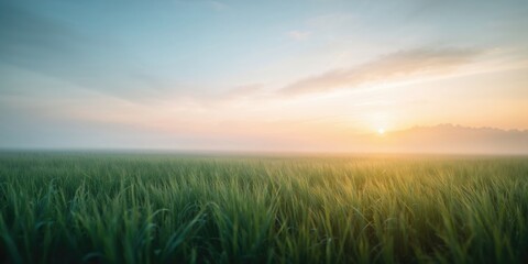 Naklejka premium Misty morning landscape with vibrant sky and gentle grass, serving as a calming background for design projects