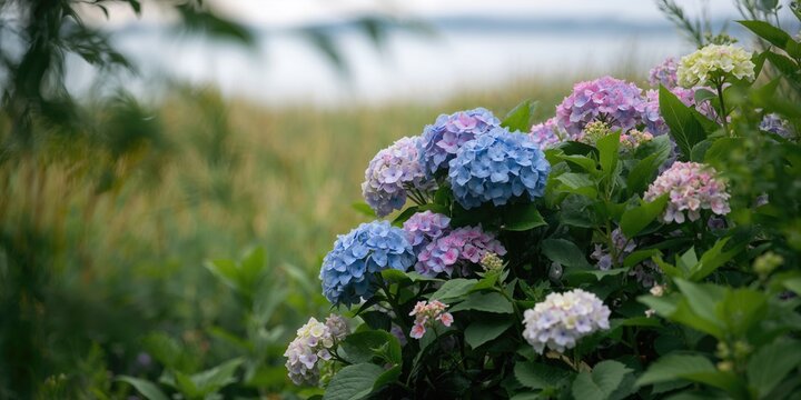Hydrangeas in Cape Cod, Massachusetts, used as a floral display in a garden setting