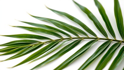 An image showcasing leaves of a palm tree with a focus on a close up view revealing its textured surface and a blurred background emphasizing its natural context.