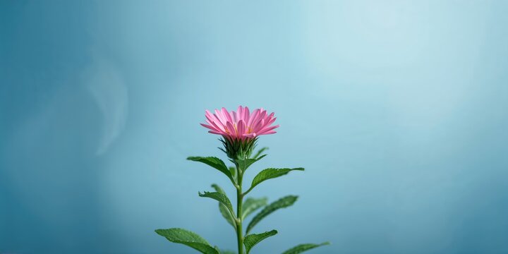 Pink and blue botanical flower with leaves, focusing on herbal plant use, isolated on a blue background, World Plant Day