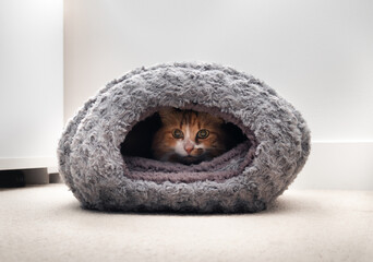 Cat inside cat bed or cave in living room. Cute calico cat looking out of enclosed tent, feeling warm and cozy in the winter. Favorite hiding or sleeping places for kitty cats. Selective focus.