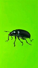 Glossy black beetle with thin legs contrasts vibrant green background. Eye-level view shows body shape detail