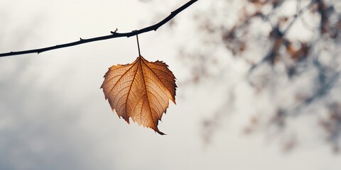 A brown leaf in a dried state hanging from a tree, illustrating natural erosion risk